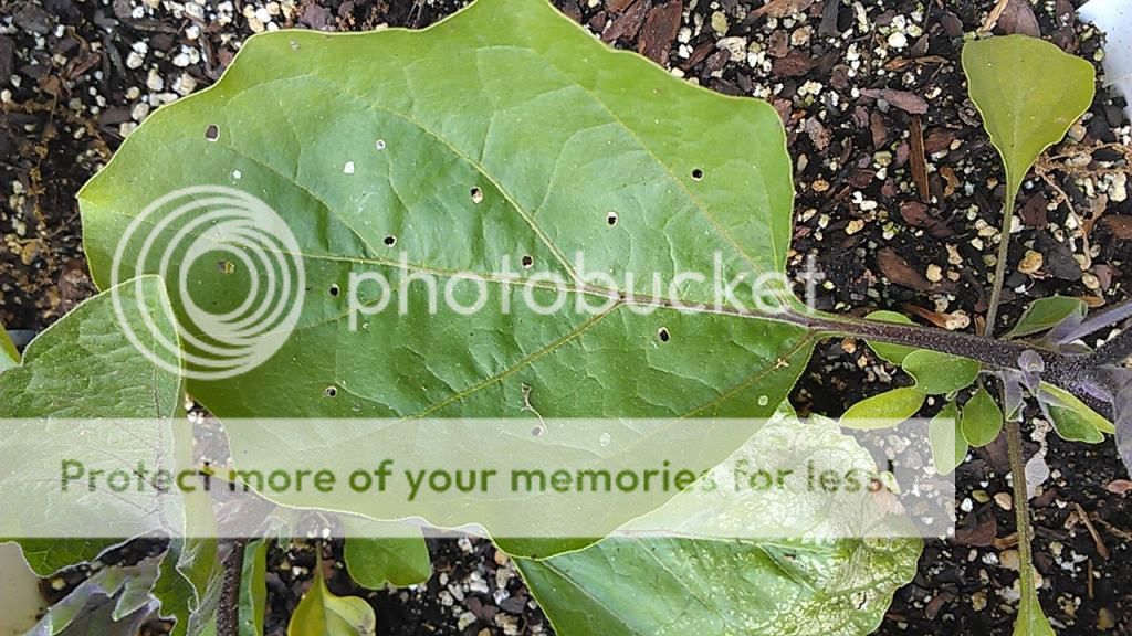 eggplant problems, pepper growing slowly Tomatoville® Gardening Forums